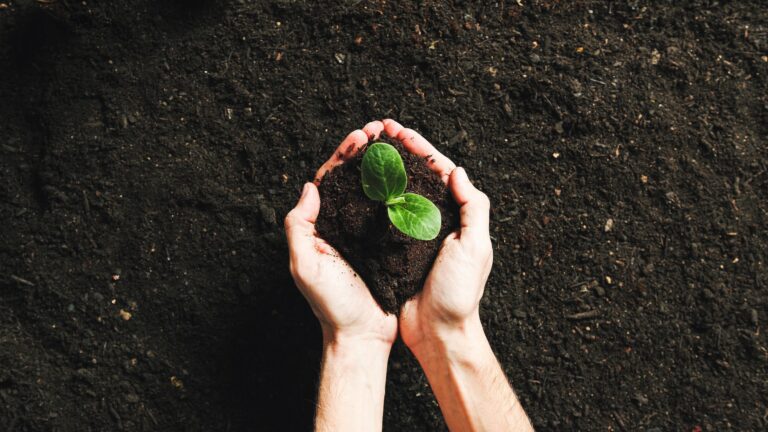 Holding Plant Seedlings