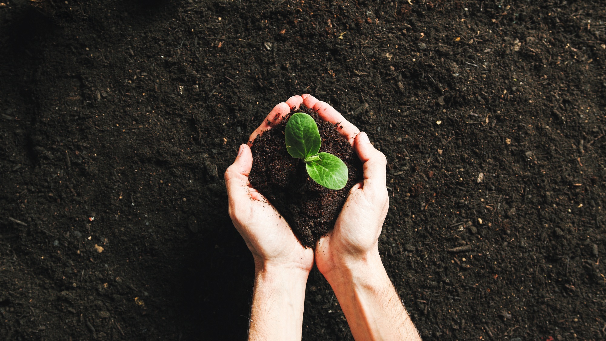 Holding Plant Seedlings