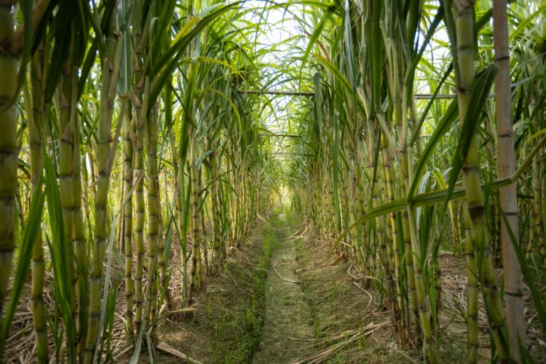 Setor de cana pode cumprir sozinho a missão da redução de emissões de CO2 do agro brasileiro