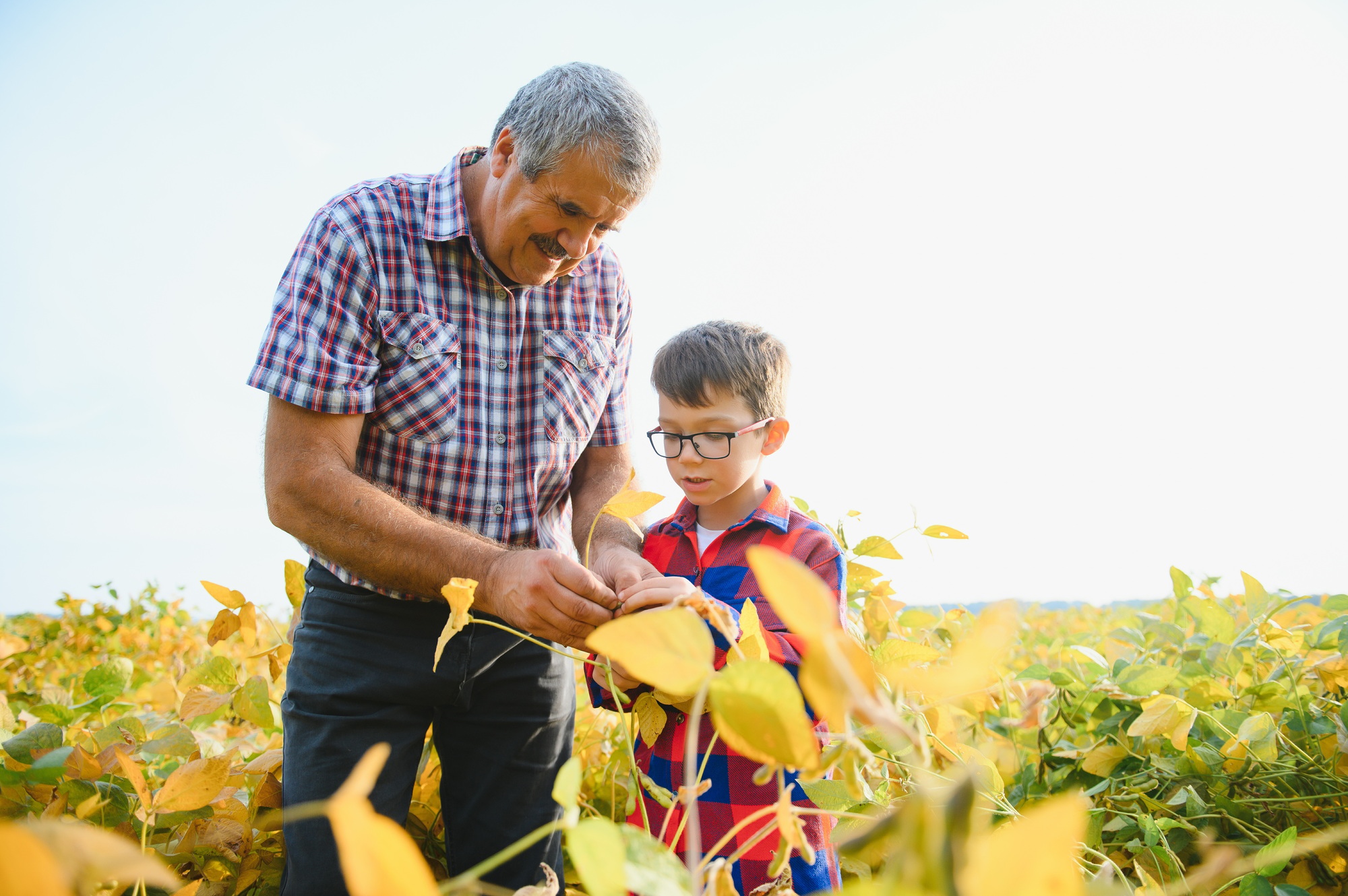 Family farming. Farmers grandfather with little grandson on soybean field.